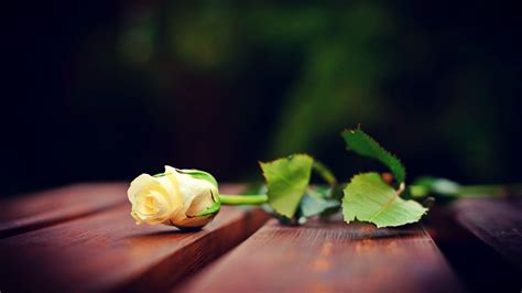 White Rose Picture - Wallpaper, High Definition, High Quality, Widescreen