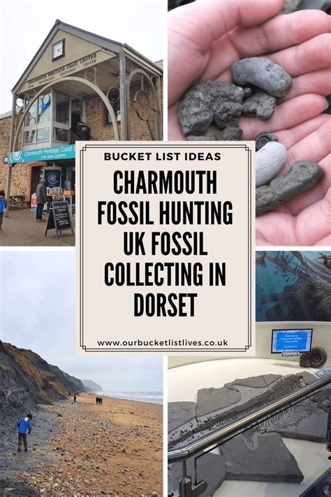 Charmouth Fossil Hunting | UK Fossil Collecting in Dorset | Fossil hunting, Jurassic coast ...