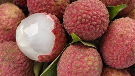 Como Cultivar Lichi | Lichia, Frutas tropicais, Lichia fruta