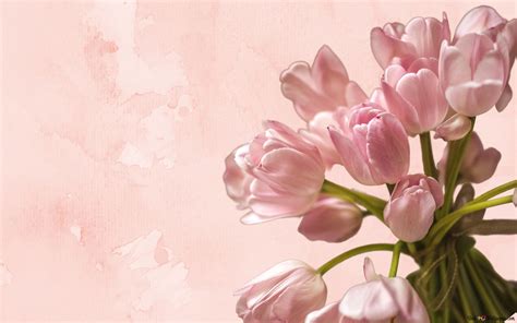 A Bouquet of Pink Tulips 4K wallpaper download