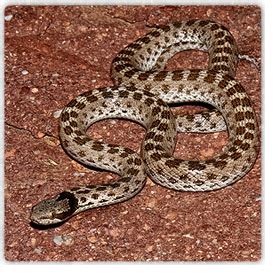 Snakes in Phoenix and Rattlesnakes of Arizona - Safe and Humane Rattle Snake Removal