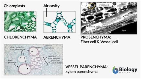 Parenchyma - Definition and Examples - Biology Online Dictionary