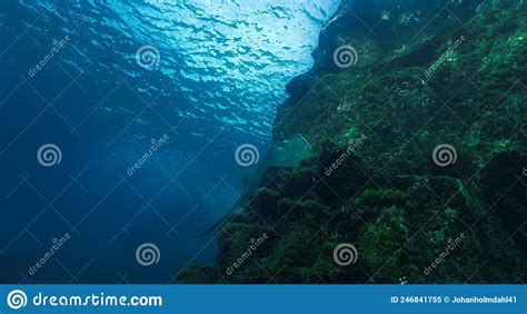 Huge Atlantic Stingray at a Reef Stock Image - Image of environment, canary: 246841755