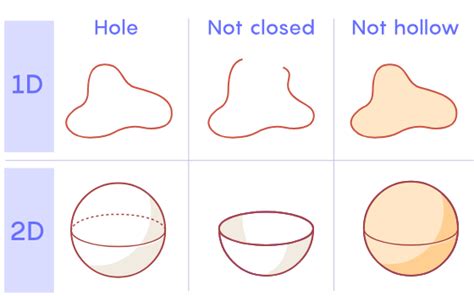 Homology - Definition and Examples - Biology Online Dictionary