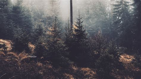 nature, landscape, forest, mist HD Wallpaper