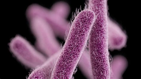 Extensively Drug-Resistant Shigellosis on the Rise in the U.S. | MedPage Today