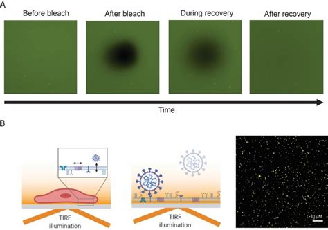 Live cell imaging and fluorescence microscopy - Bally Lab