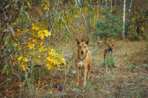 Chernobyl Red Forest Animals