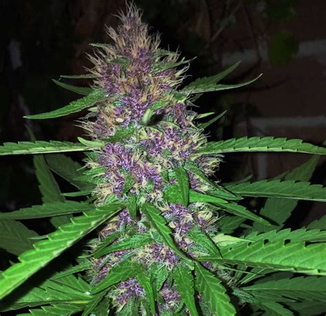 Purple Kush strain review: Representing the purple phenotype