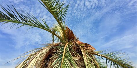 Zone 9 Palm Trees [What Palms Thrive + Best Care Practices]