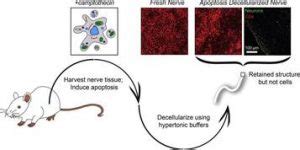 Acta Biomaterialia Manuscript highlighted in Science Magazine | Schmidt Lab