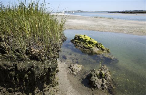 The North Shore's Salt Marshes Play A Key Environmental Role | WBUR News