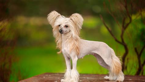 Chinese Crested: Exotic Dog Breeds