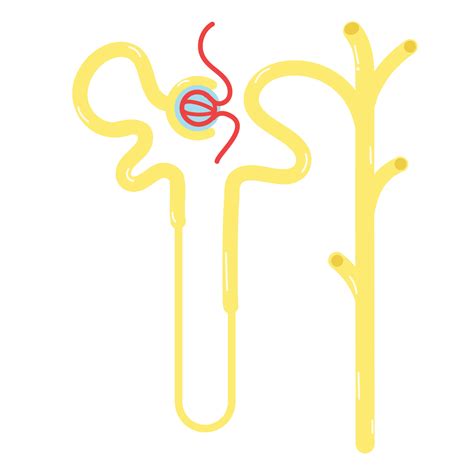 Nephrons are the subunits of the kidneys. 15637912 Vector Art at Vecteezy