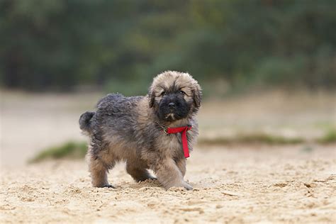 Bouvier des Flandres: Dog Breed Characteristics & Care