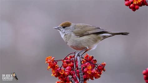 Eurasian blackcap, female (Sylvia atricapilla) - YouTube