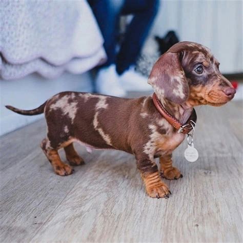 Pin on Dachshund