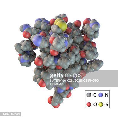 Insulin Molecule Illustration High-Res Vector Graphic - Getty Images