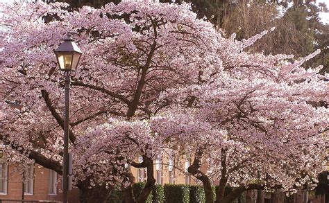 Vancouver's 7th Annual Cherry Blossom Festival - Pan Pacific Vancouver