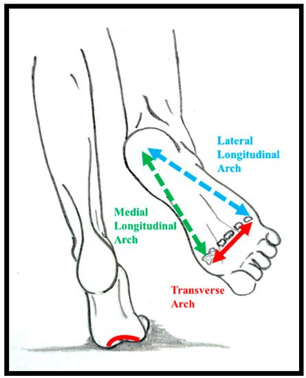 Medial Longitudinal Arch