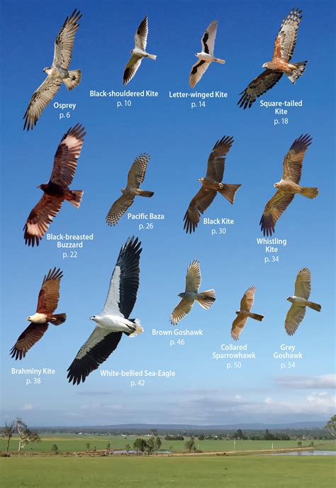 Australian Birds of Prey in Flight | Angus & Robertson