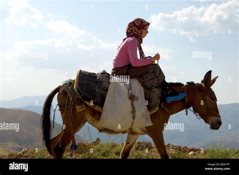 Xl Woman Donkey Riding – Telegraph