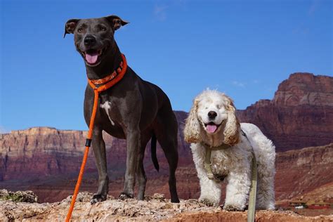 These are the most popular dog breeds in Texas, report says