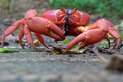 Christmas Islanders build crab bridge to aid annual mass migration - Lonely Planet