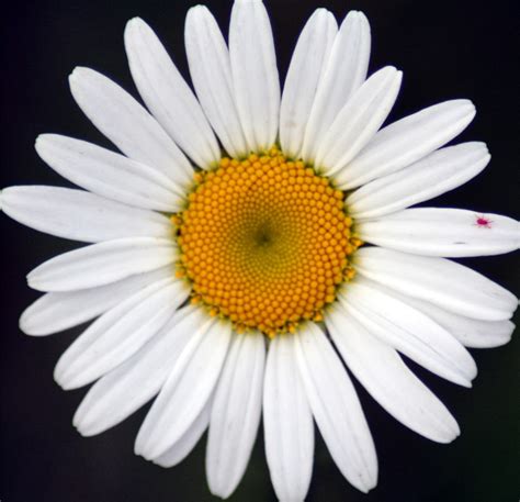 THE FLOWER GARDEN : ~ ~ Daisy Flower Meaning