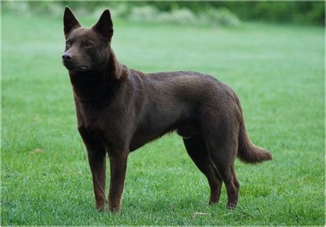 Australian kelpie - Puppies, Facts, Pictures, Price, Temperament, Breeders | Animals Breeds