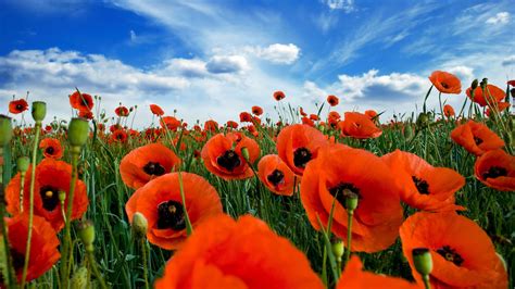 Wallpaper Poppies (64+ pictures) - WallpaperSet