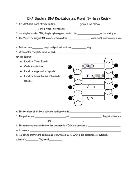 Dna Structure And Replication Worksheet Answers