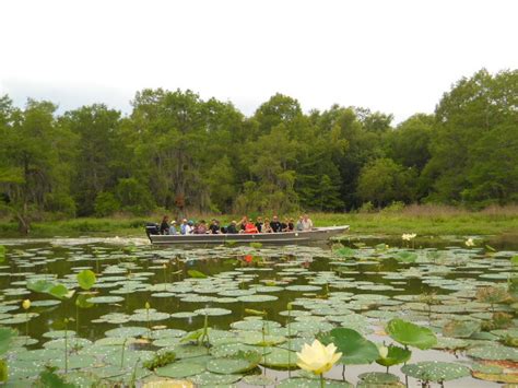 Louisiana Swamp Tour Information: Lafayette, Louisiana Swamp Tours