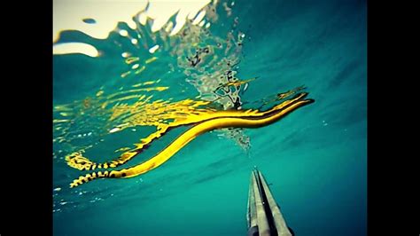 Venomous and Deadly Sea Snake, (Hydrophiinae)Serpiente Marina. シースネーク - YouTube