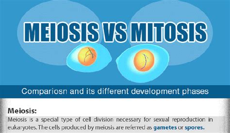 Binary Fission vs Mitosis - HRF