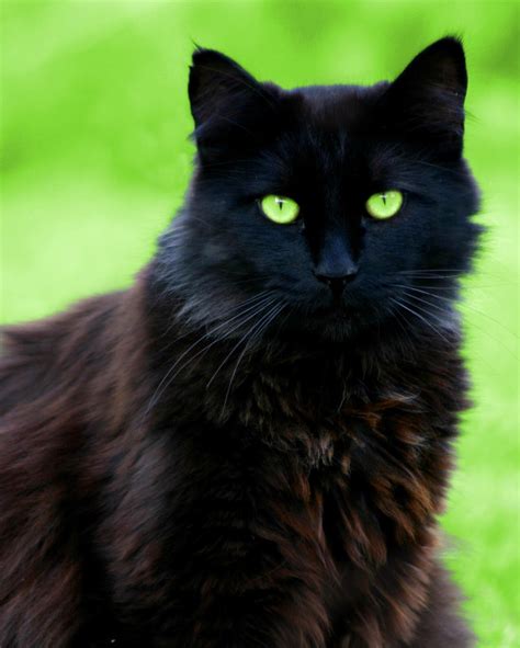 Pin by Holly on Cats | Fluffy black cat, Black cat pictures, Black cat