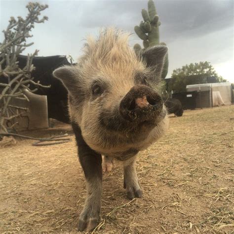 Ironwood Pig Sanctuary