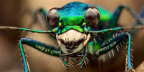 Six-spotted Tiger Beetle (Cicindela sexguttata) : r/Entomology