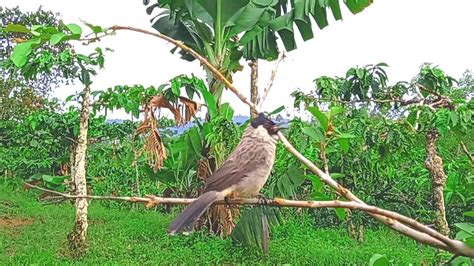 Burung Kutilang - suara burung kutilang betina berbunyi!! bikin mental ...