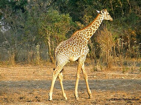 Giraffe | South Luangwa National Park Zambia | Rhoda Perkins-Boyer | Flickr