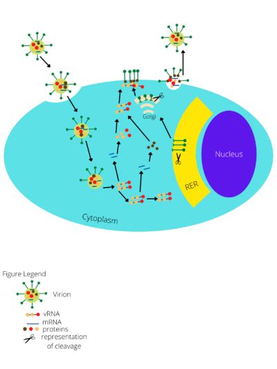 Junin virus - microbewiki