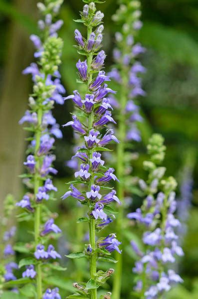 Lobelia siphilitica (Great Blue Lobelia)