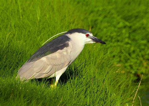 9 Eerily Beautiful Songs of Night Birds