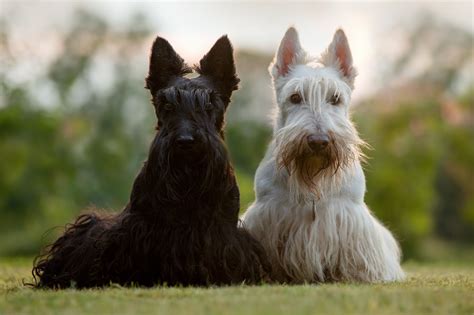 A Scotsman's Best Friend: Scottish Dog Breeds | Kilts-n-Stuff.com