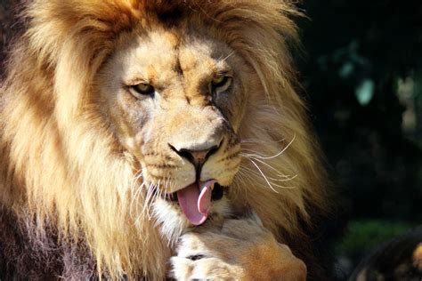 Lion Licking Foot Free Stock Photo - Public Domain Pictures