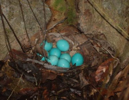 Great-tinamou-eggs-400x265 (1) - Amazon Conservation Association