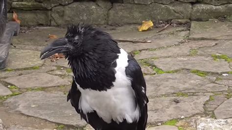 A Vocal Pied Crow Says 'Are You Alright?' to a Visitor at the ...