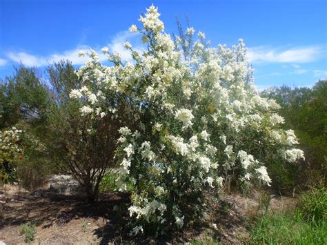 Bursaria spinosa – Sweet Bursaria | Gardening With Angus