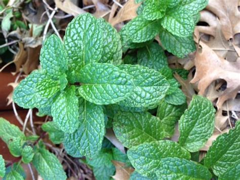 Where to Find Mint Leaves - Gardening Channel