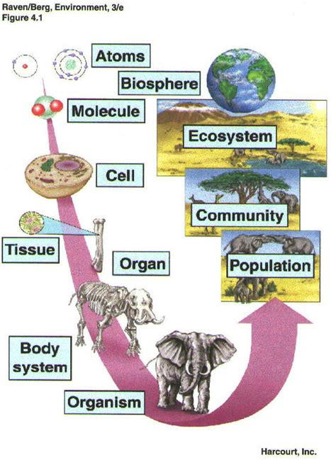 Levels of organization